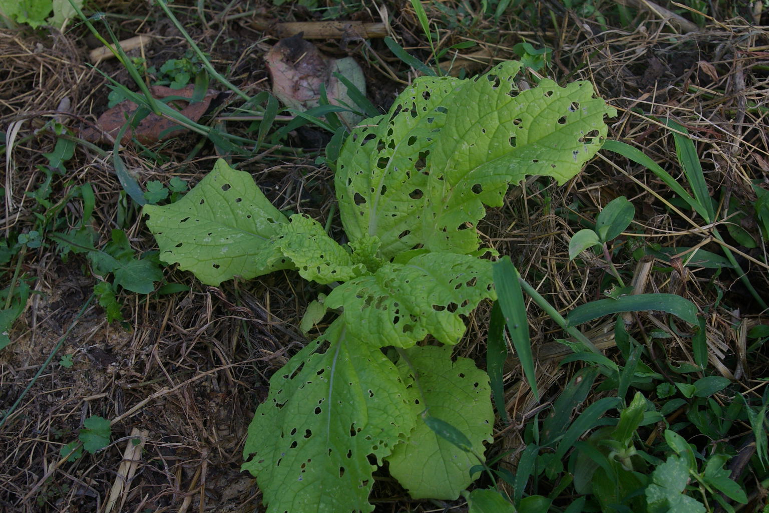 e0065967_1721388.jpg