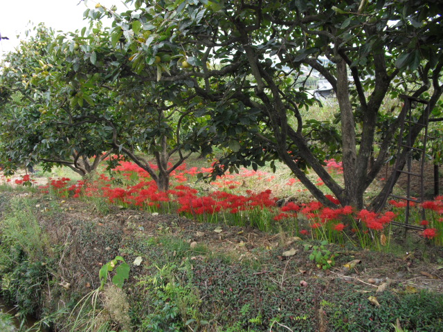 c0011169_75280.jpg