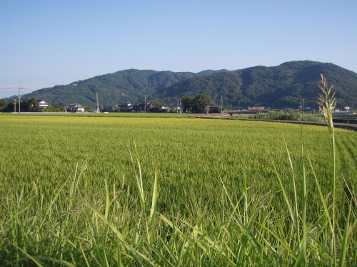 朝晩は涼しくなりました_a0077071_1842710.jpg