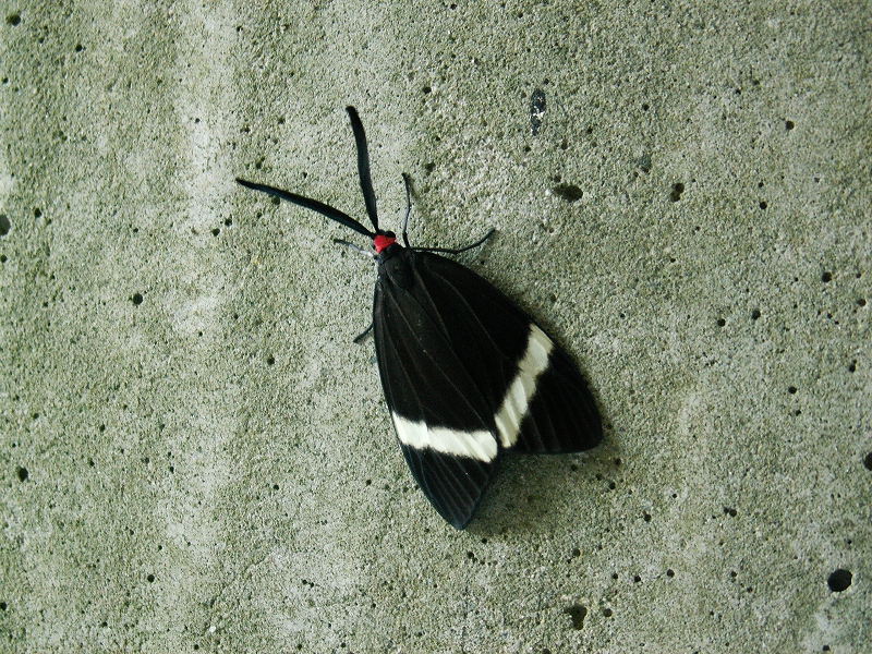 ★先週末の鳥類園(2009.9.19~23)_e0046474_1473764.jpg