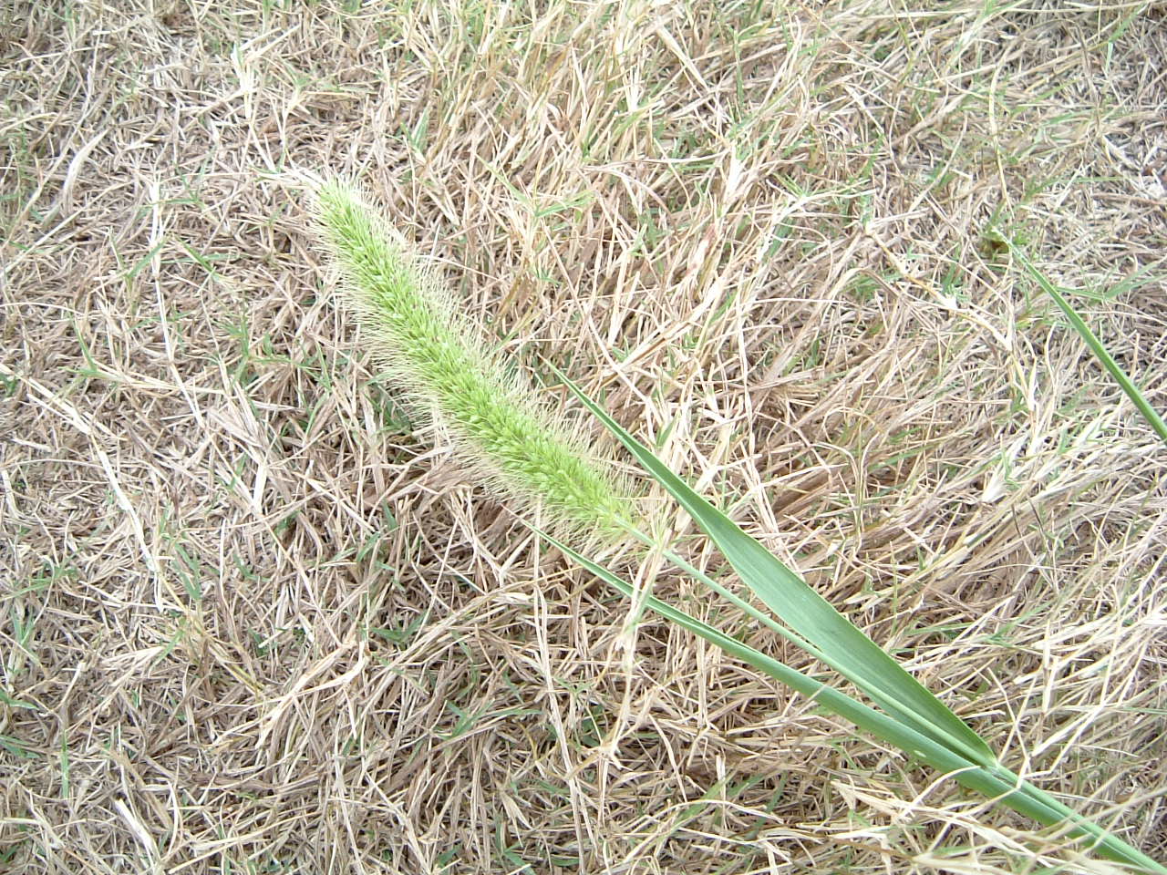 猫じゃらしの草 静かな日々