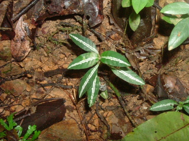 採集しなかった植物_a0067578_03414.jpg