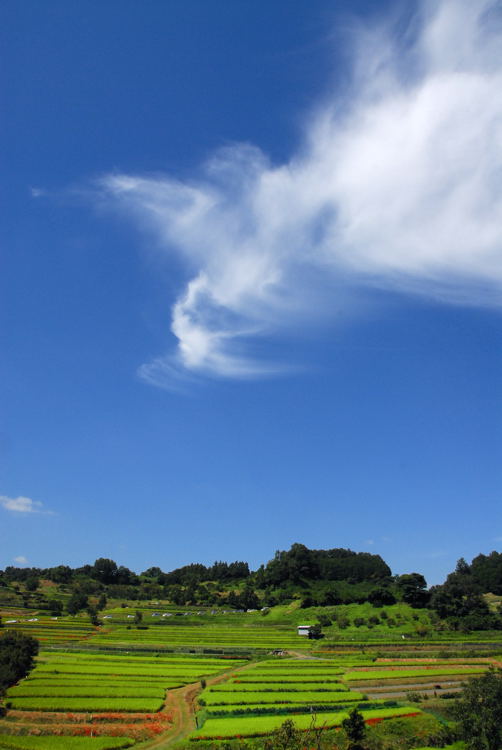 e0169286_7135.jpg