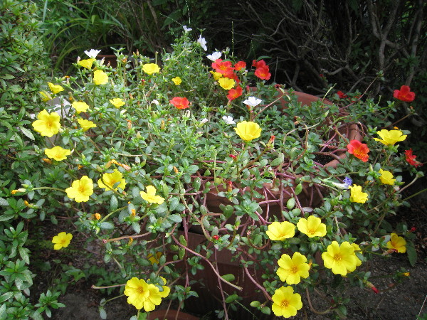 c0132387_16462.jpg