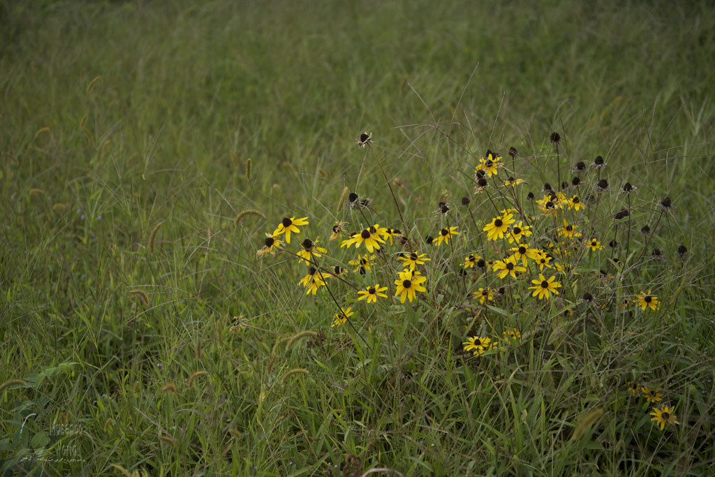 野の花_b0064396_1843551.jpg