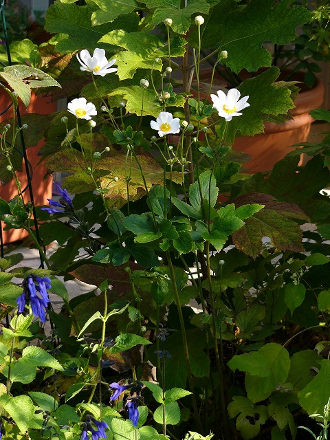 a0123003_1954473.jpg