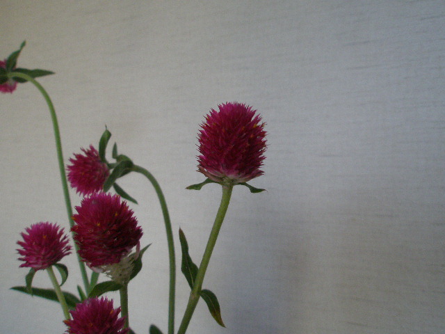 c0205806_142196.jpg