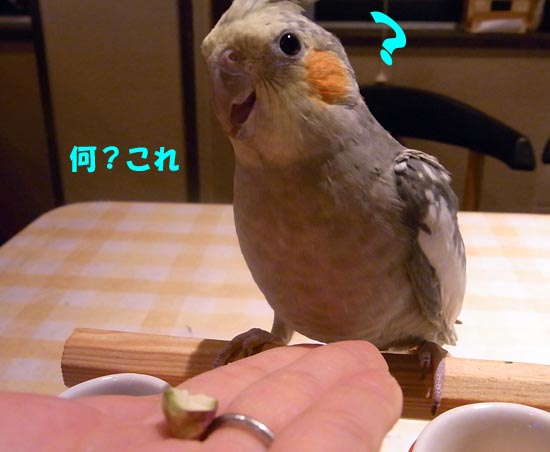 濡れダルマインコのかほり_c0133013_15345262.jpg