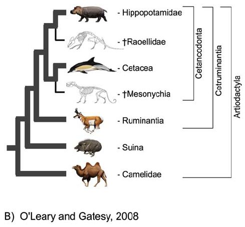 クジラの新しい系統樹：カバとちょっと遠くなった_c0025115_17535545.jpg