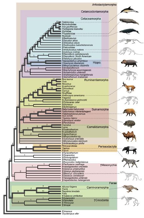 クジラの新しい系統樹:カバとちょっと遠くなった_c0025115_17552255.jpg