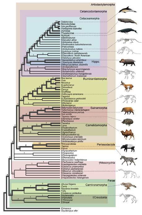 クジラの新しい系統樹：カバとちょっと遠くなった_c0025115_17552255.jpg