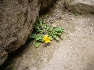 e0049015_654922.jpg