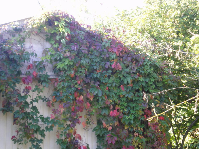 c0124619_1265074.jpg