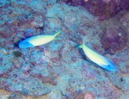 アオマスク_a0043520_5131344.jpg