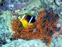 アオマスク_a0043520_5145412.jpg