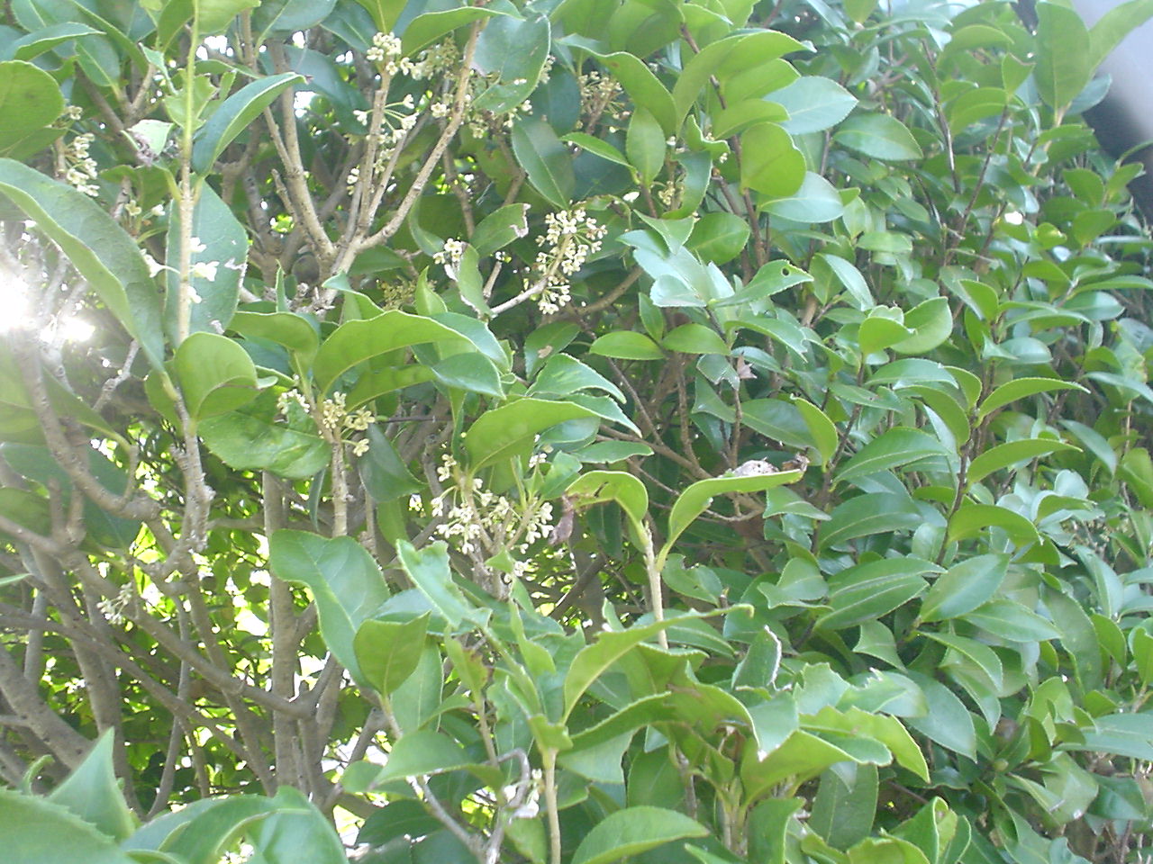 c0150520_0335456.jpg