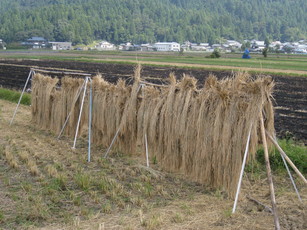 そばオーナーさんの蕎麦畑の様子_e0061225_11241340.jpg