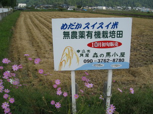 そばオーナーさんの蕎麦畑の様子_e0061225_1124366.jpg