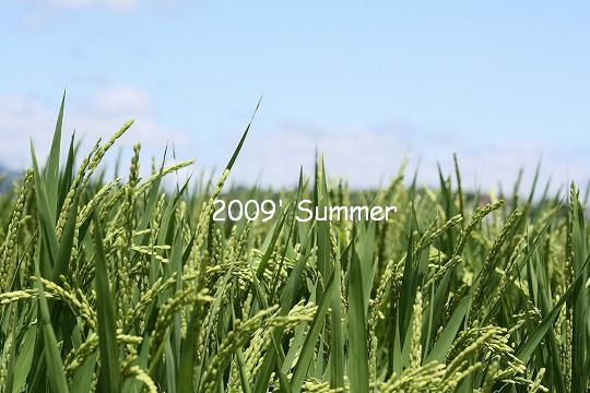 c0200027_20485993.jpg
