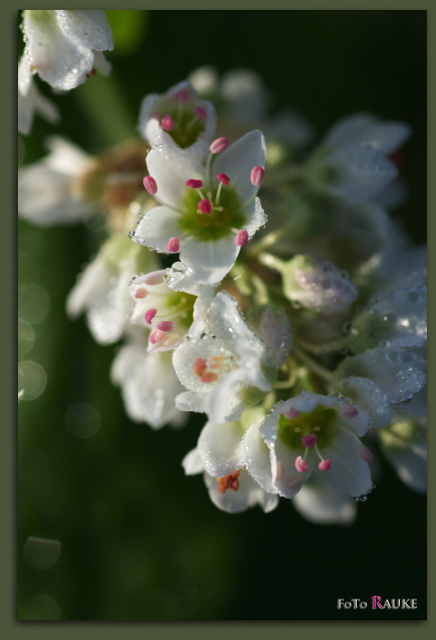 蕎麦の花_e0150228_2131958.jpg