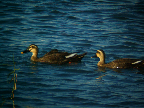 谷津干潟にいた鳥たち その3（カルガモ）_e0089232_0595996.jpg