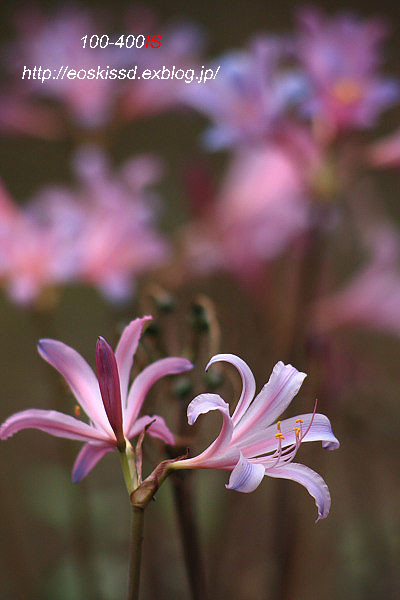 《花》　彼岸花8（紫狐の剃刀）　100-300mm　（興禅院）_c0080036_23405487.jpg