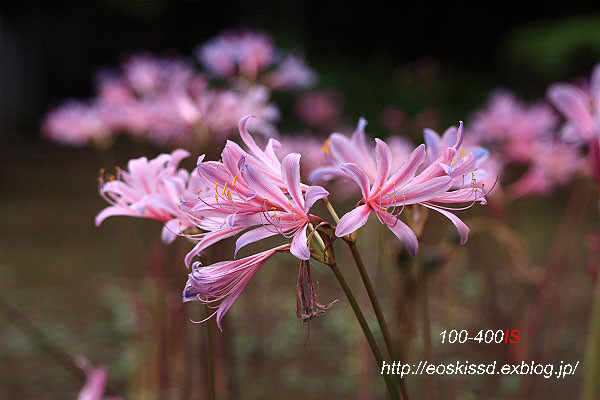 《花》　彼岸花8（紫狐の剃刀）　100-300mm　（興禅院）_c0080036_23411911.jpg