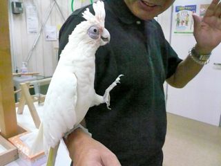 アカビタイムジオウムさんと７年ぶり の再会 人 鳥 社会の幸せのために