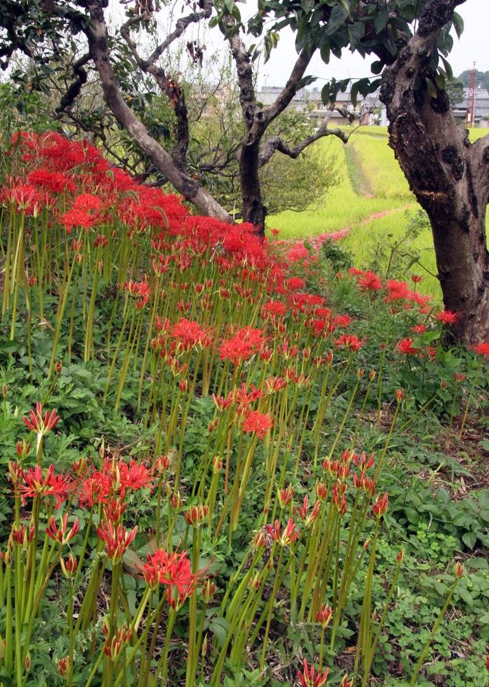 桜井市　巻野内石塚古墳　彼岸花_c0108146_23475740.jpg