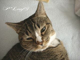 c0176651_2358139.gif