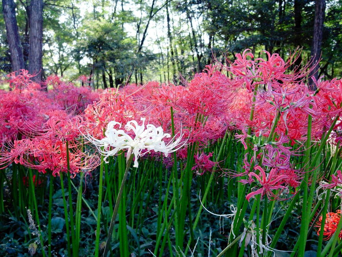 9月25日　日高市巾着田曼珠沙華公園_a0133653_1171559.jpg