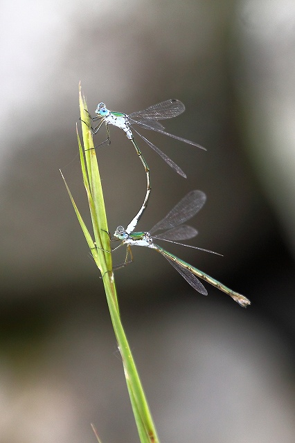 チョウトンボ_f0044056_7591647.jpg