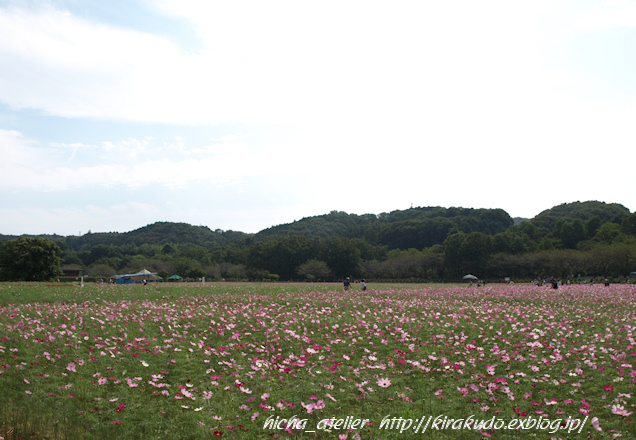 巾着田へ・・・彼岸花を求めて_a0073065_7293941.jpg