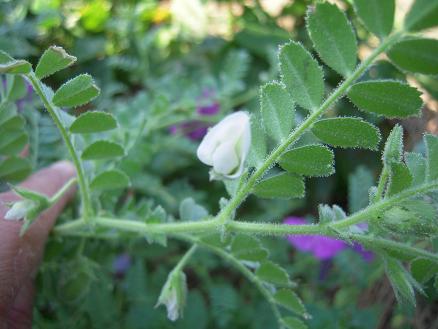 ひよこ豆★(^^♪・・・・・発育情報_e0107171_9172837.jpg