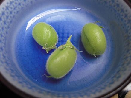 ひよこ豆★(^^♪・・・・・発育情報_e0107171_9194435.jpg