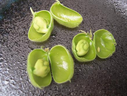 ひよこ豆★(^^♪・・・・・発育情報_e0107171_9212814.jpg