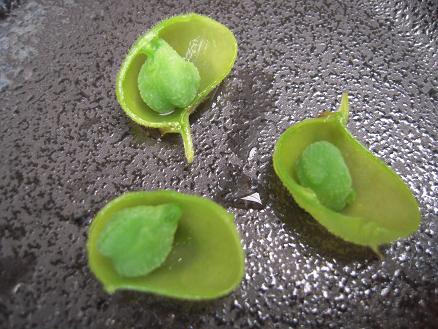 ひよこ豆★(^^♪・・・・・発育情報_e0107171_9225679.jpg