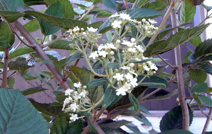 e0185075_9411056.jpg