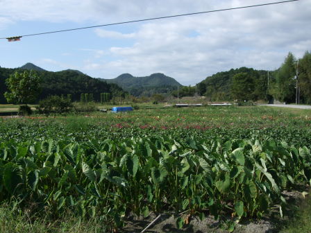 篠山へ－自走ルートを探して（前編：宝塚～切畑～有馬富士～新三田～篠山）_e0138081_1749654.jpg