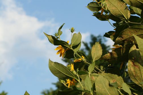 e0061785_5571676.jpg