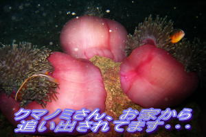 ナイスダイブ、大繁盛!!_f0144385_20384478.jpg