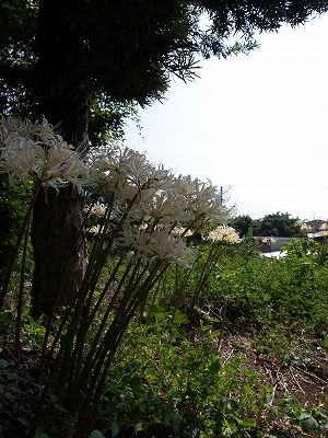 週末恒例の・・・・_f0197985_23443447.jpg