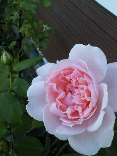 ピンク_a0134394_758348.jpg