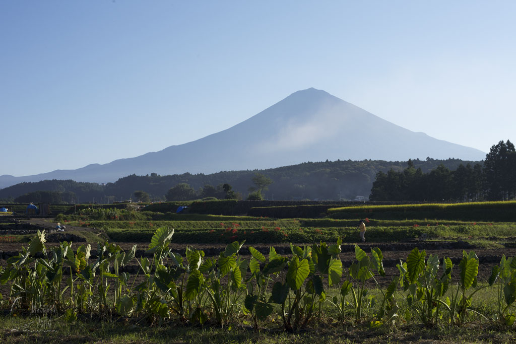 田園にて_b0064396_19164775.jpg