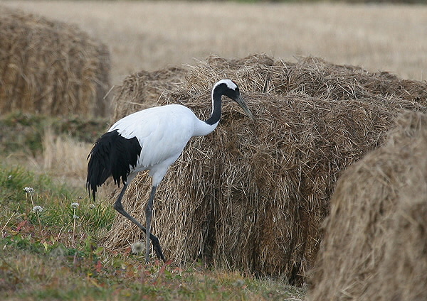 タンチョウ_c0113597_20182723.jpg