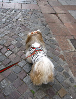 c0090198_426577.jpg