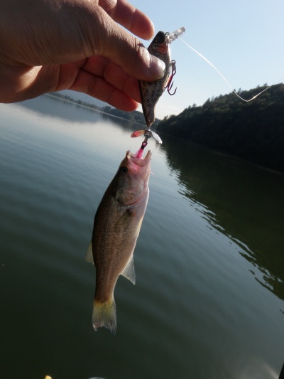 H湖で沢山釣れましたで賞。(笑)_d0145899_124486.jpg