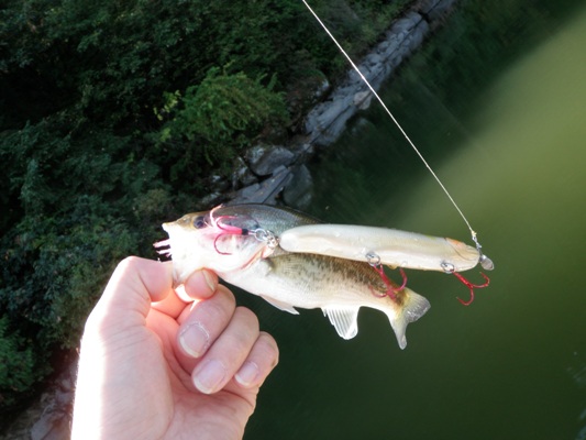 H湖で沢山釣れましたで賞。(笑)_d0145899_1261098.jpg
