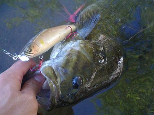 釣果報告 福島某所のBIGスモールマウス! オチアユWP125F_d0145899_494519.jpg