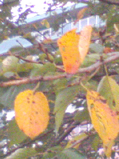 c0023406_671030.jpg